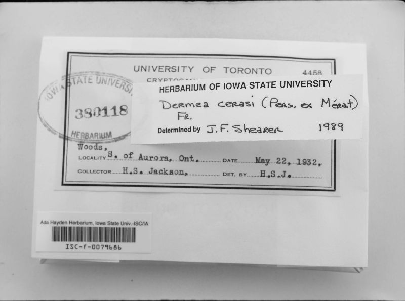 Dermea cerasi image