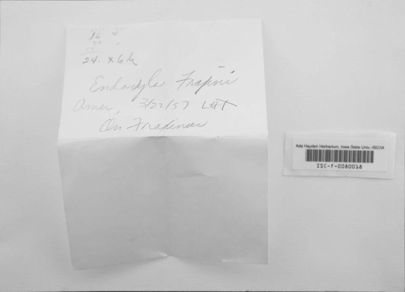 Cryptosphaeria eunomia image