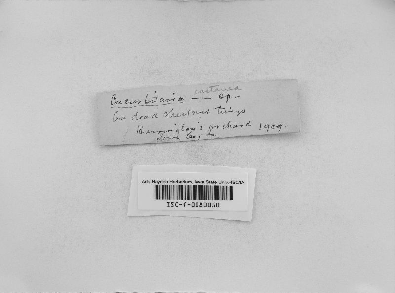 Cucurbitaria castaneae image