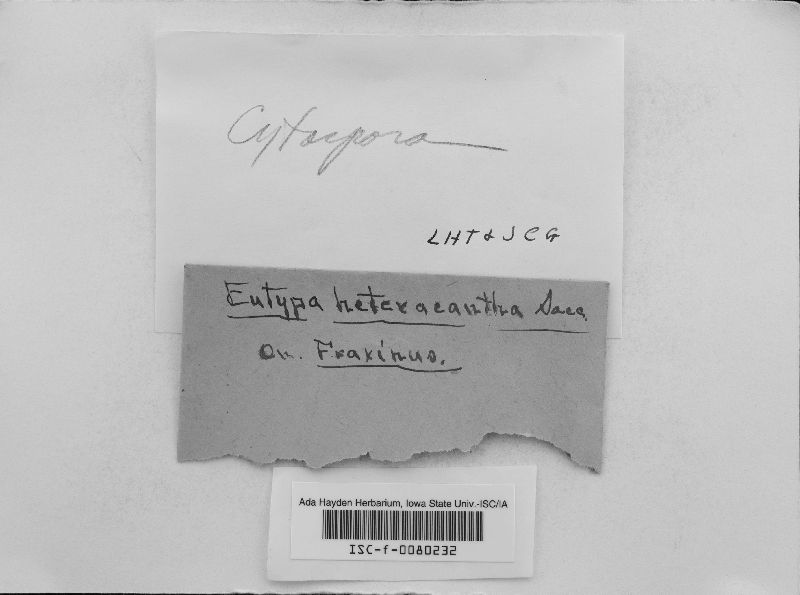 Cytospora heteracantha image