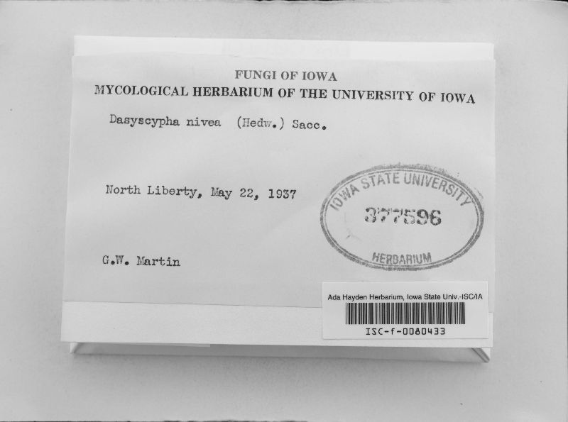 Dasyscyphella nivea image