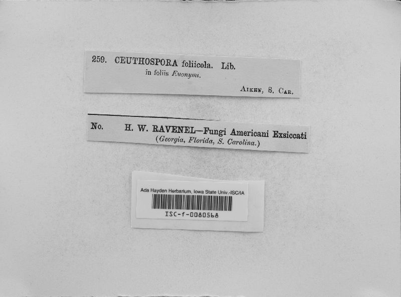 Ceuthospora foliicola image