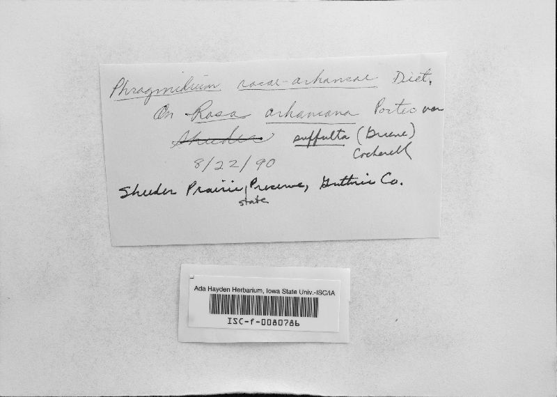 Phragmidium rosae-arkansanae image