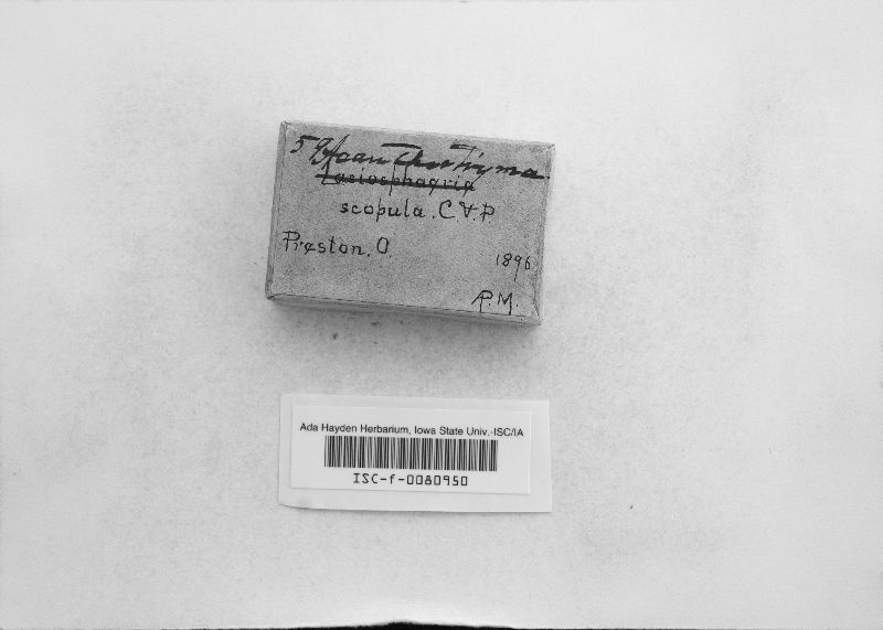 Acanthostigma scopulum image