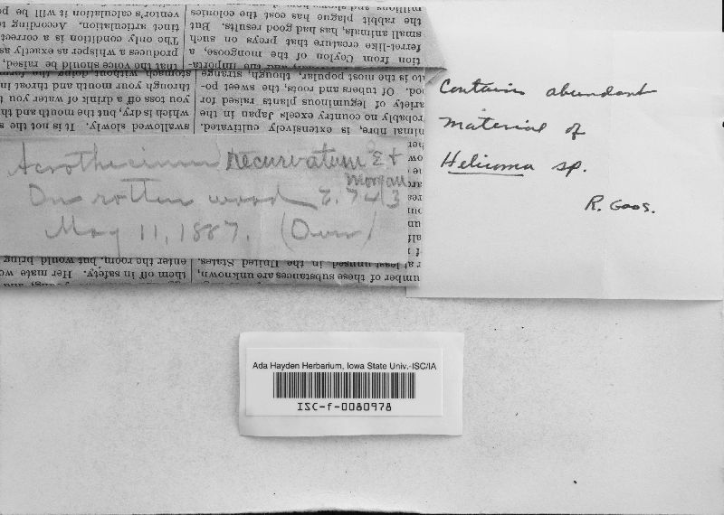 Pleurothecium recurvatum image