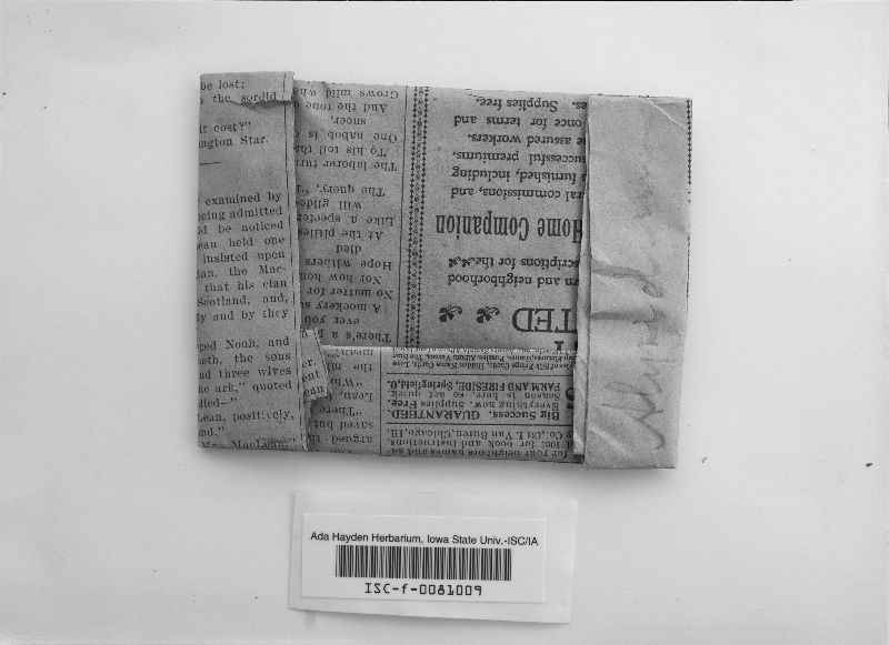 Botryobasidium aureum image