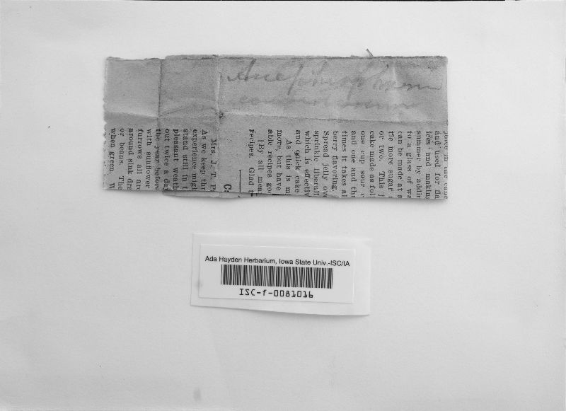 Amphisphaeria confertissima image