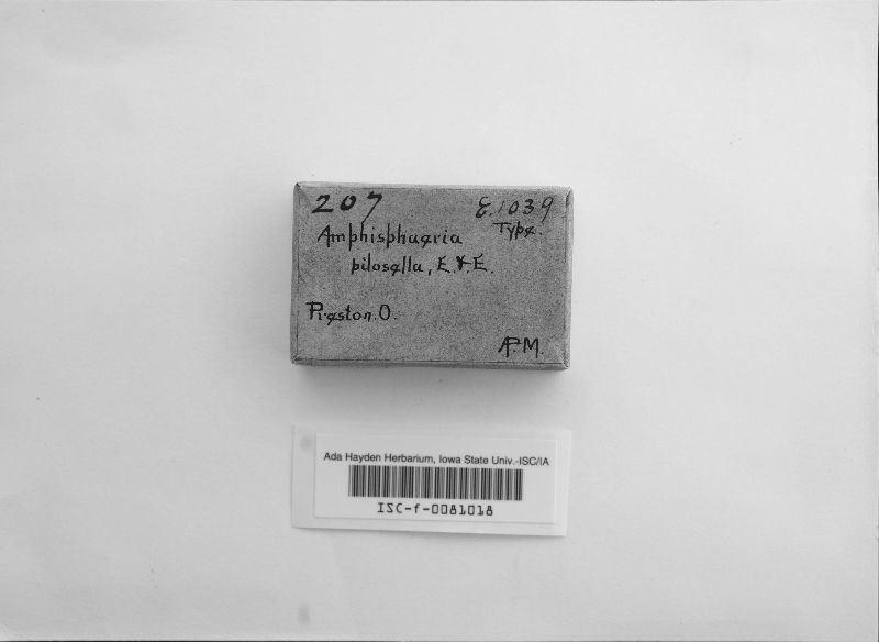 Amphisphaeria pilosella image