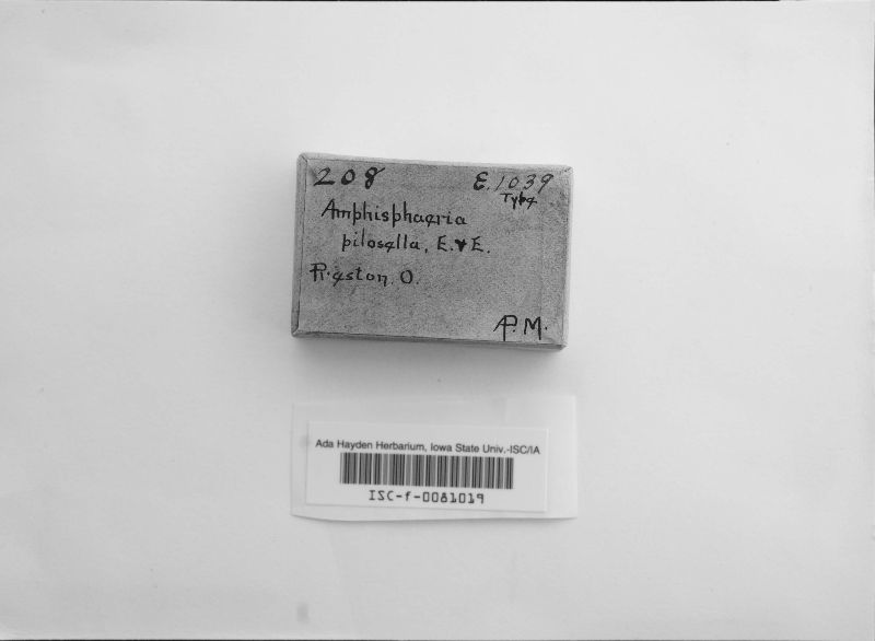 Amphisphaeria pilosella image