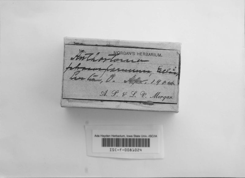 Anthostoma phaeospermum image