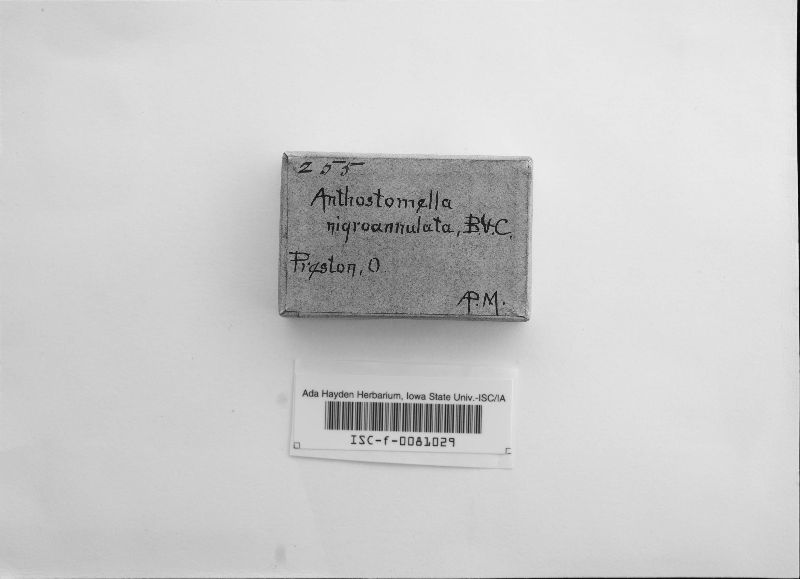 Anthostomella nigroannulata image