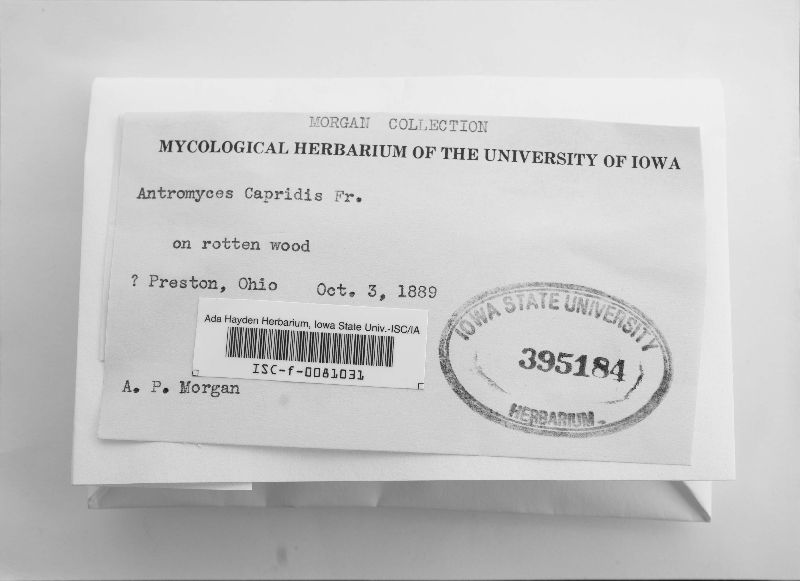 Antromyces image