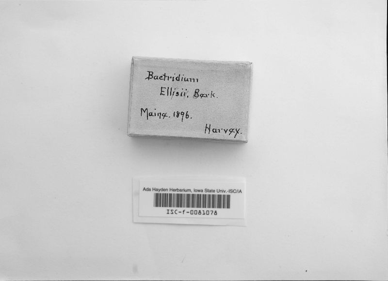 Bactridium ellisii image