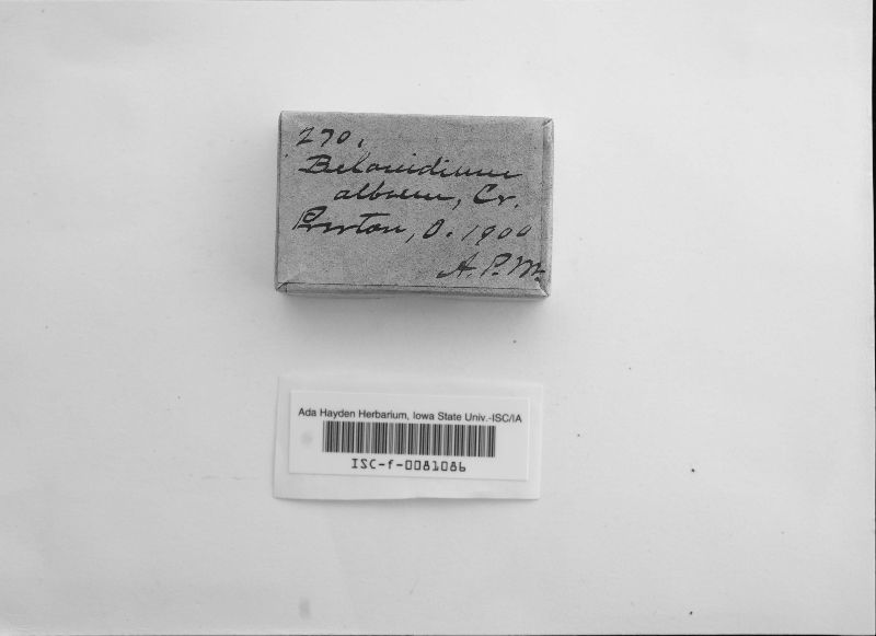 Strossmayeria alba image
