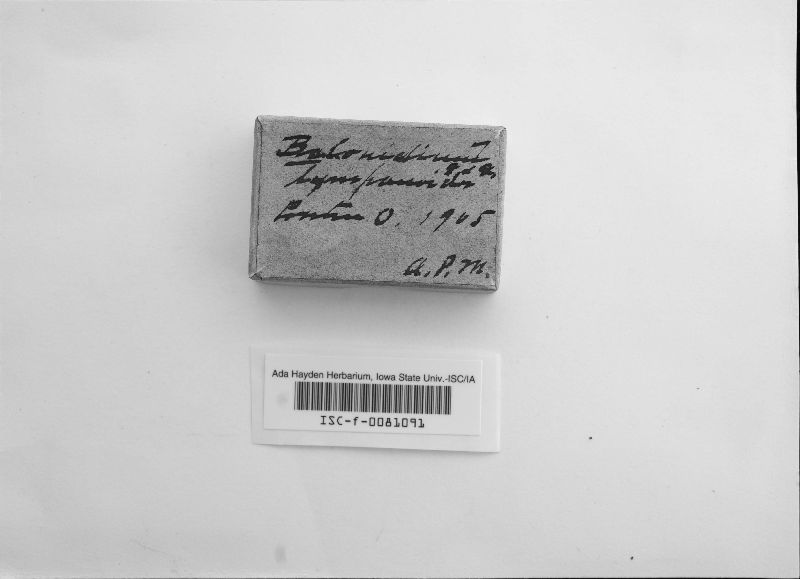 Belonidium tympanoides image