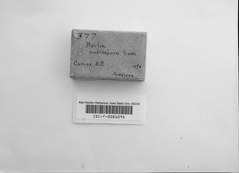 Bertia macrospora image