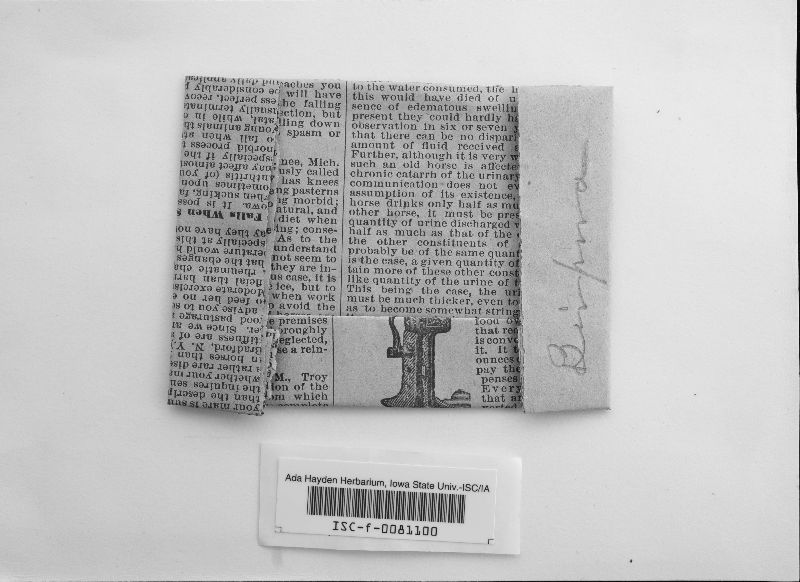 Bispora aterrima image