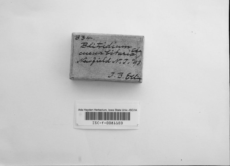 Blitridium cucurbitaria image