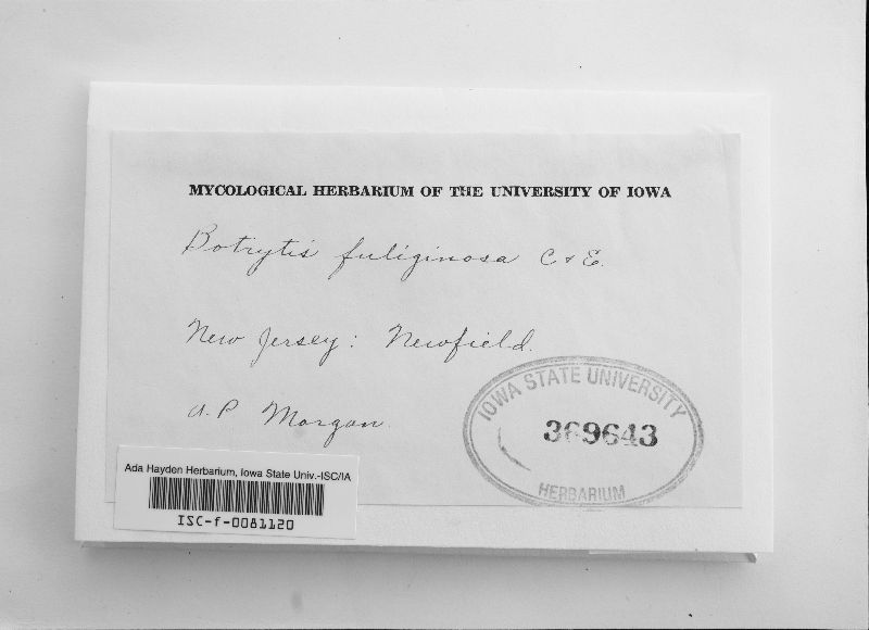 Botrytis fuliginosa image