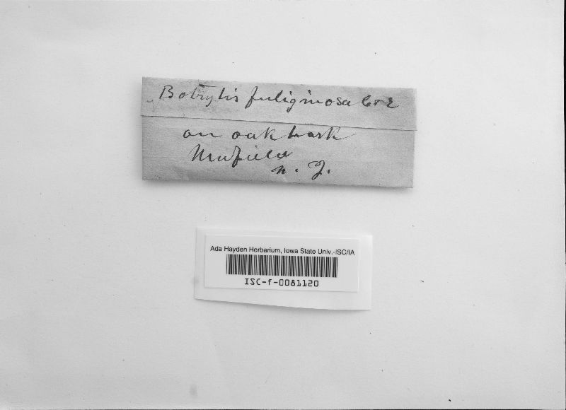Botrytis fuliginosa image