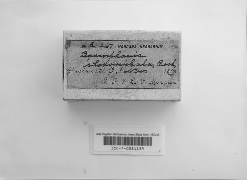 Byssosphaeria rhodomphala image
