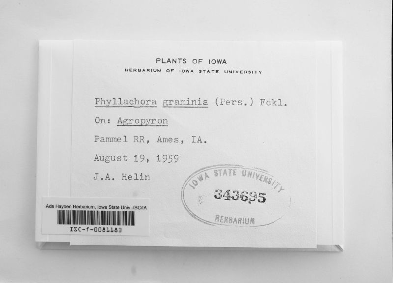 Phyllachora graminis var. graminis image