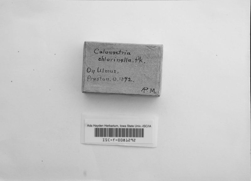 Calonectria image