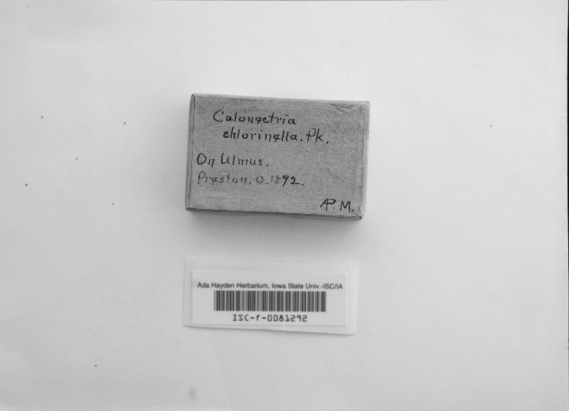 Calonectria chlorinella image