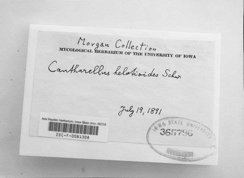 Cantharellus helotioides image