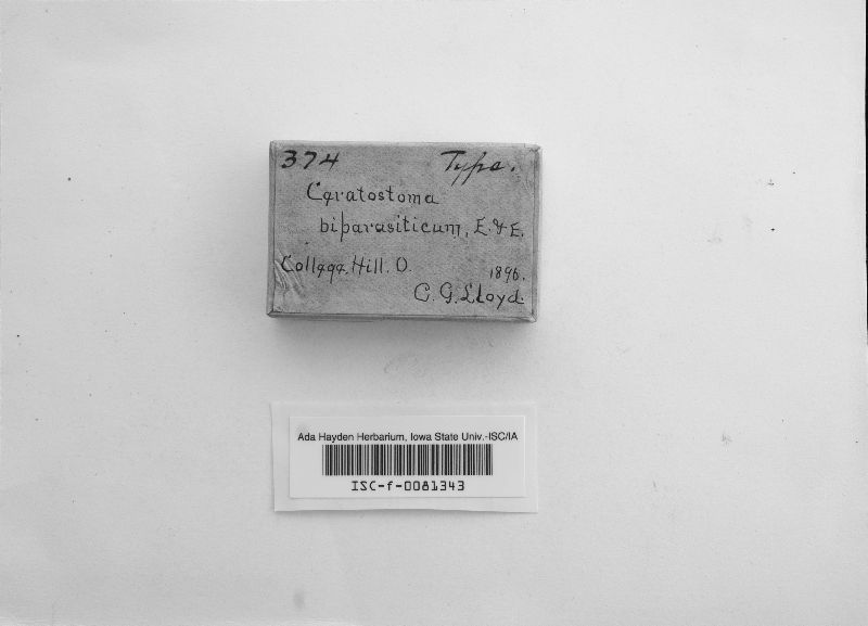 Ceratostoma biparasiticum image