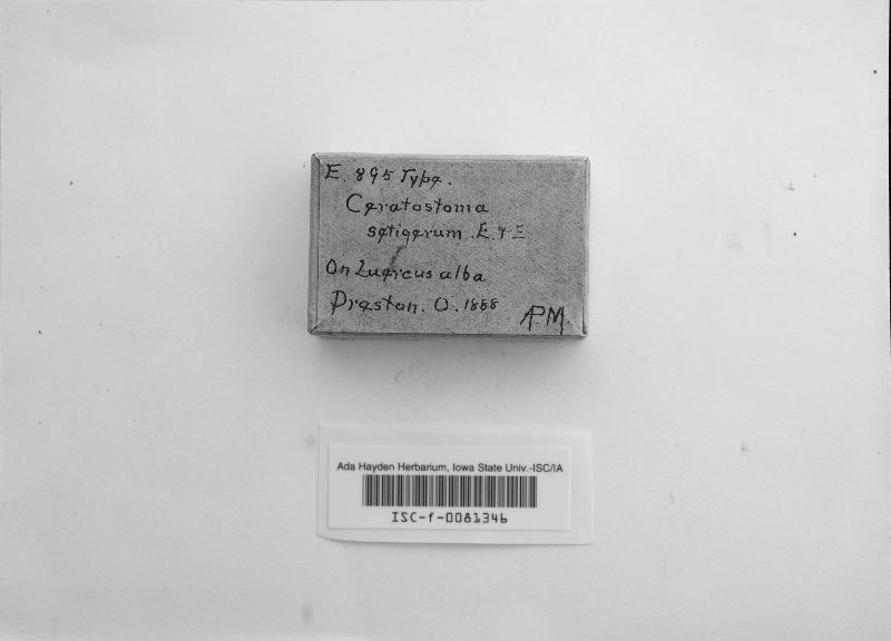 Ceratostoma setigerum image