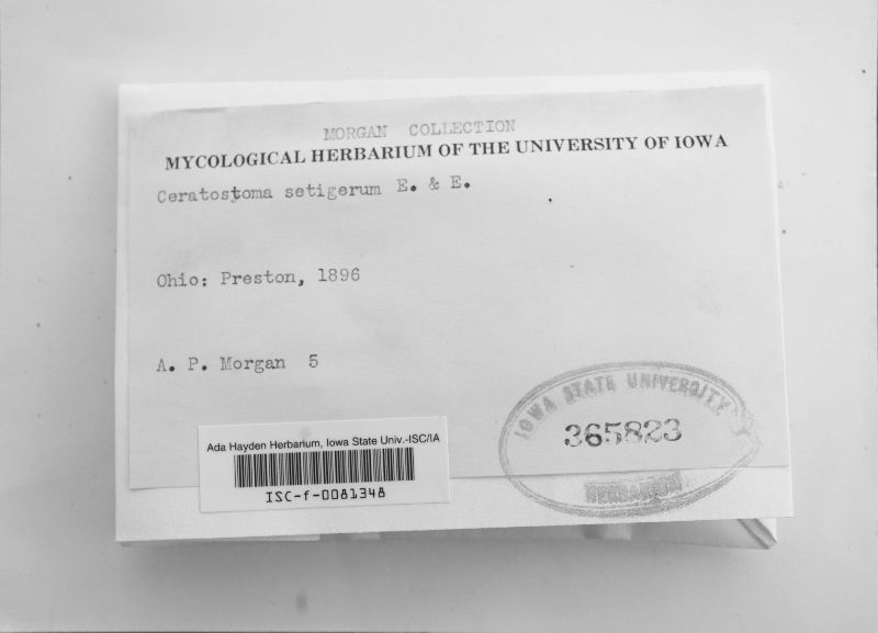 Ceratostoma setigerum image