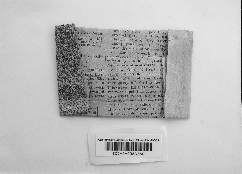 Ceratostoma setigerum image