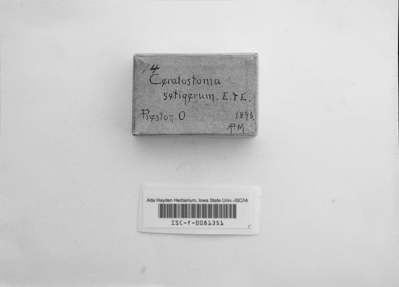 Ceratostoma setigerum image