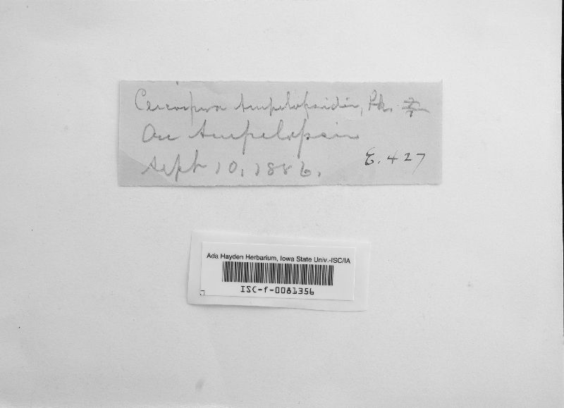 Cercospora ampelopsidis image