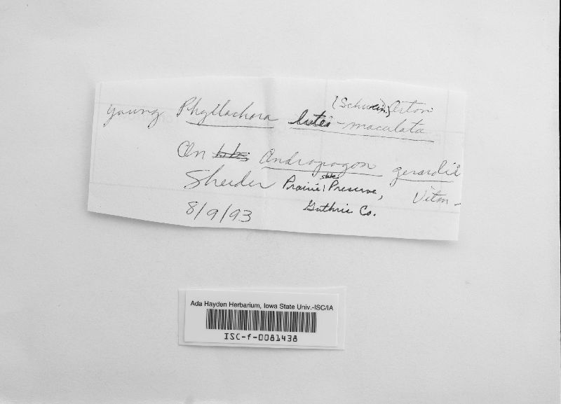 Phyllachoraceae image