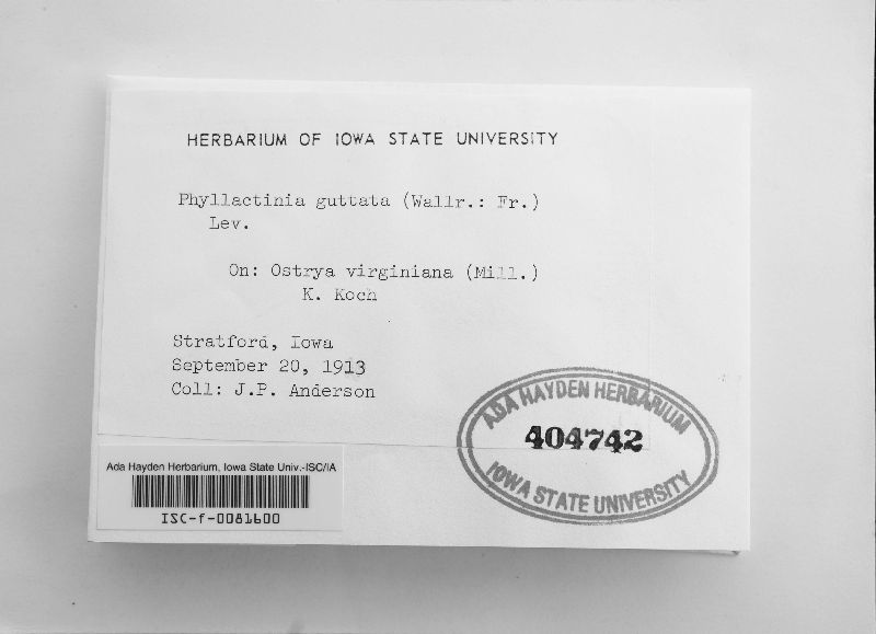 Phyllactinia guttata image