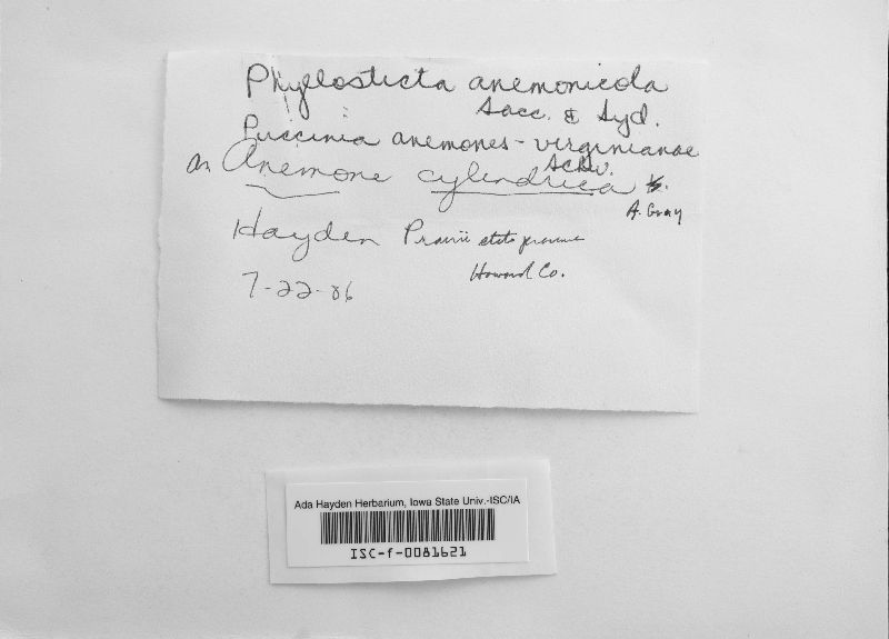 Phyllosticta anemonicola image