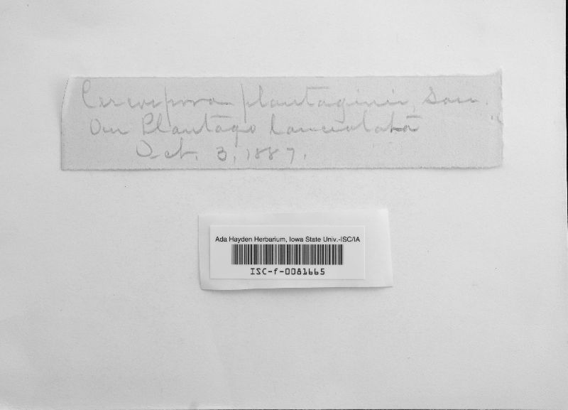 Cercospora plantaginis image