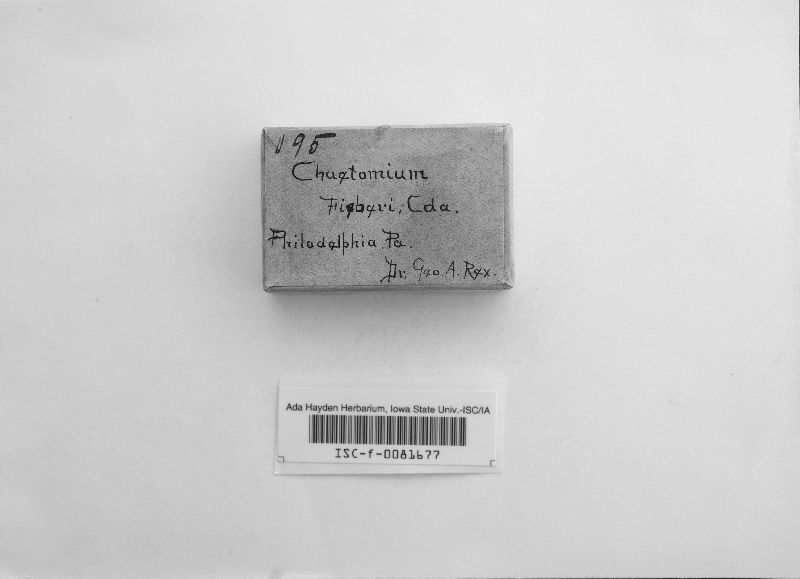 Chaetomium fieberi image
