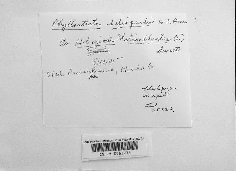Phyllosticta heliopsidis image