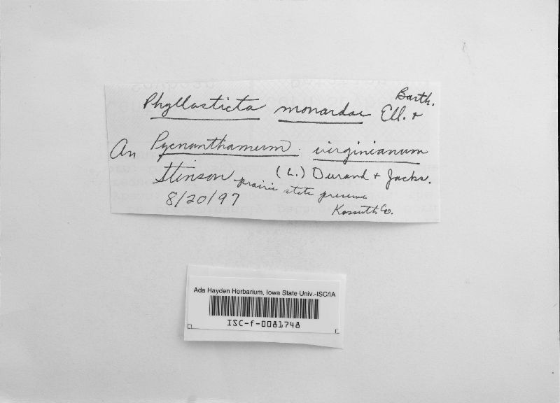 Phyllosticta monardae image