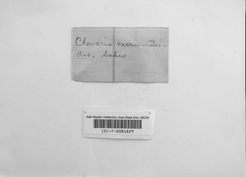 Clavaria merismatoides image
