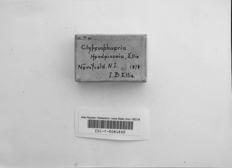 Clypeosphaeria hendersoniae image