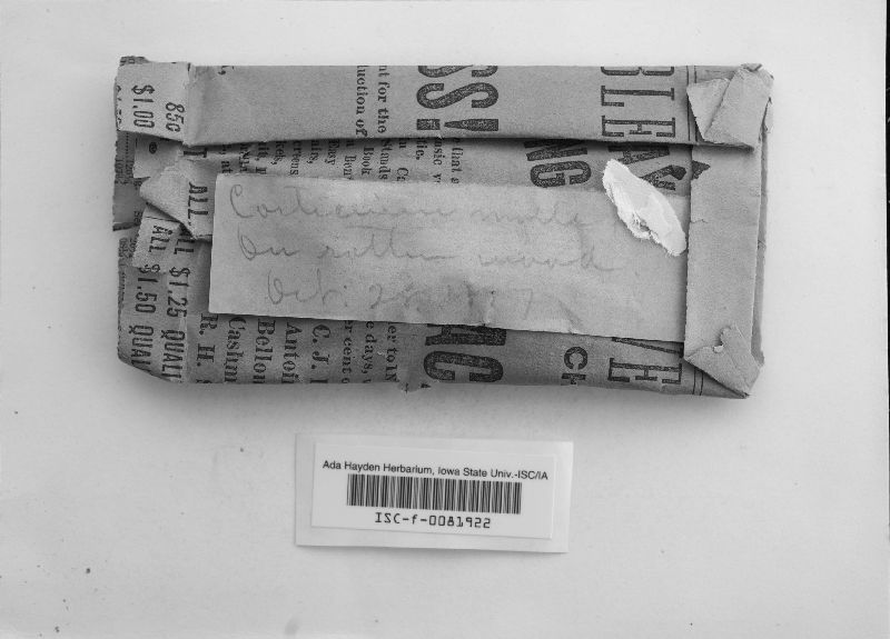 Cerocorticium molle image