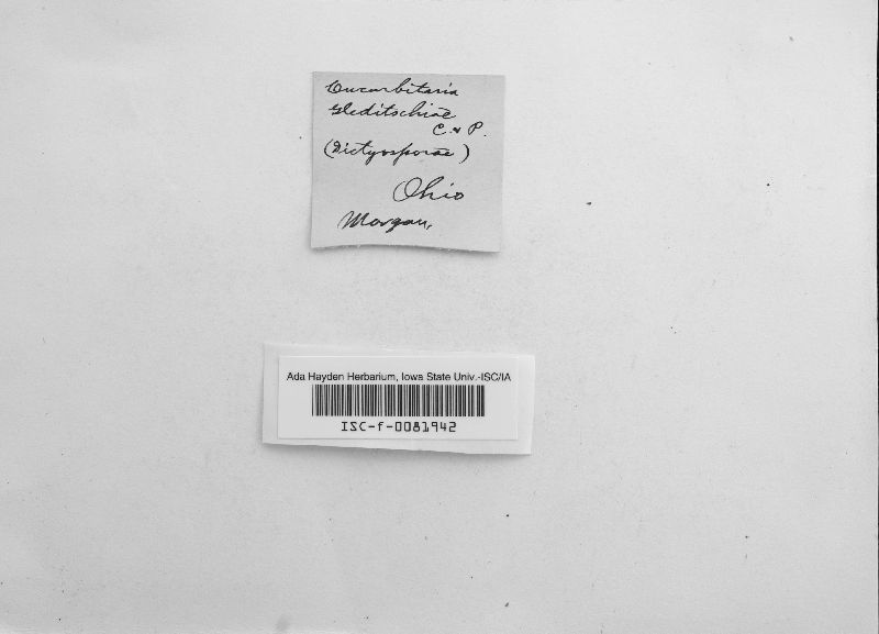 Cucurbitaria gleditschiae image