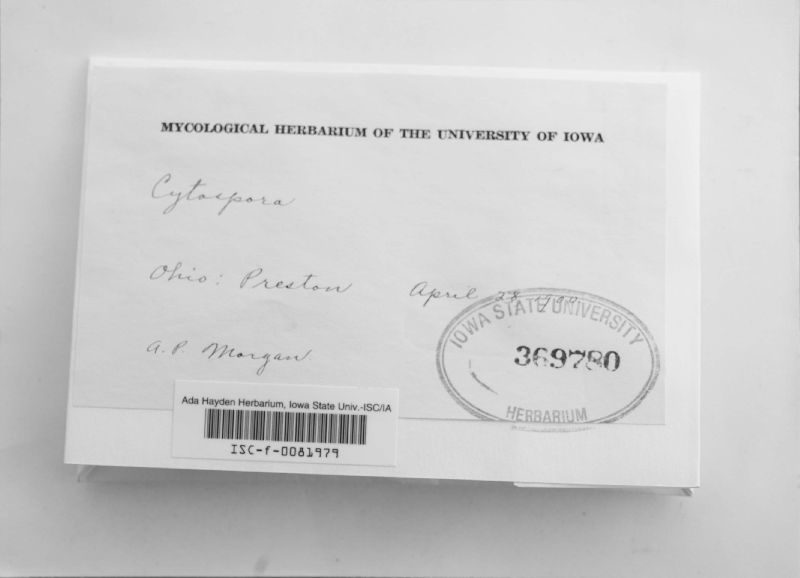 Cytospora image