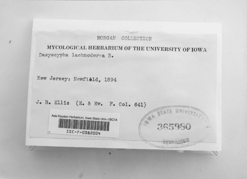 Dasyscypha lachnodermus image
