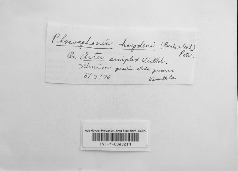 Guignardia haydenii image