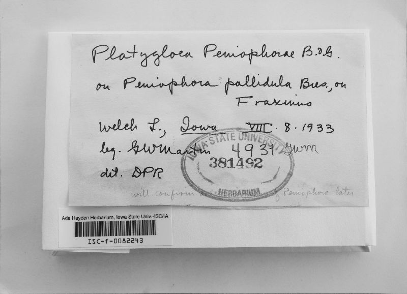 Colacogloea peniophorae image